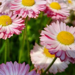 Custom Pet Portrait - Large (16x20")