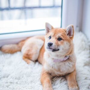 Multiple Pets Portrait (2-3 Pets)